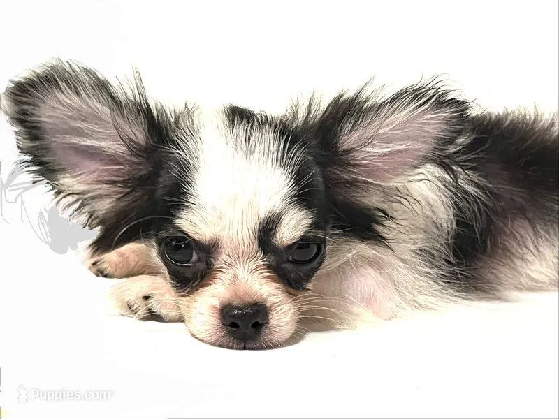 Inkblot – Chihuahua, Pekingese puppy for sale in Oklahoma City, OK