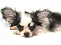 Inkblot, a male Chihuahua and Pekingese for sale in Oklahoma City, OK – 1 of 10