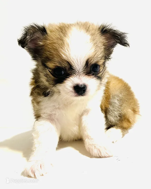 Three T Cup – Chihuahua puppy for sale in Oklahoma City, OK