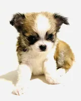 Three T Cup, a male Chihuahua for sale in Oklahoma City, OK – 1 of 9