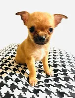 Five, a female Chihuahua for sale in Oklahoma City, OK – 3 of 7
