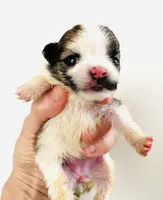 Joker, a female Pomchi for sale in Oklahoma City, OK – 2 of 6