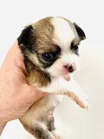 Three, a male Cavalier King Charles Spaniel and Japanese Chin for sale in Oklahoma City, OK – 3 of 3
