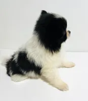 Genre, a male Japanese Chin and Pomeranian for sale in Oklahoma City, OK – 3 of 7