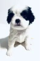 Hoop, a male Cavalier King Charles Spaniel and Japanese Chin for sale in Oklahoma City, OK – 8 of 10