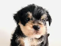 Durango, a male Miniature Schnauzer for sale in Oklahoma City, OK – Photo 8 of 10