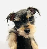 Durango, a male Miniature Schnauzer for sale in Oklahoma City, OK – Photo 10 of 10