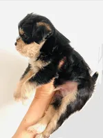 Durango, a male Miniature Schnauzer for sale in Oklahoma City, OK – Photo 5 of 10