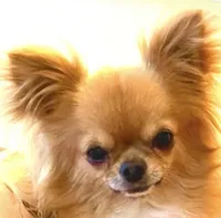 Durango, a male Miniature Schnauzer for sale in Oklahoma City, OK – Photo 9 of 10