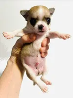Two XSmall T Cup, a male Chihuahua for sale in Oklahoma City, OK – 8 of 10