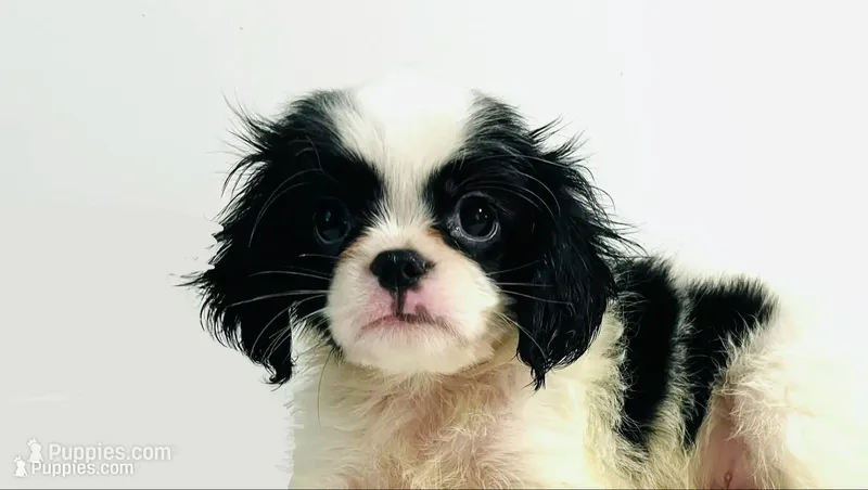 Hoop  **Sale** – Cavalier King Charles Spaniel, Japanese Chin puppy for sale in Oklahoma City, OK