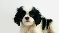 Hoop, a male Cavalier King Charles Spaniel and Japanese Chin for sale in Oklahoma City, OK – 2 of 10