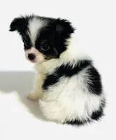 Lyric, a female Japanese Chin and Pomeranian for sale in Oklahoma City, OK – 8 of 10