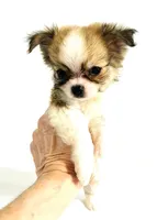 Three   **Sale**, a male Chihuahua for sale in Oklahoma City, OK – 5 of 10