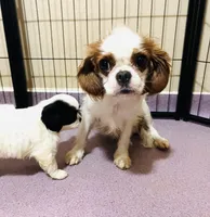 Jewel, a female Cavalier King Charles Spaniel and Japanese Chin for sale in Oklahoma City, OK – 8 of 9