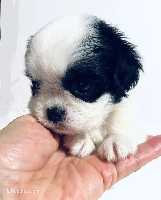 Hoop – Cavalier King Charles Spaniel, Japanese Chin puppy for sale in Oklahoma City, OK