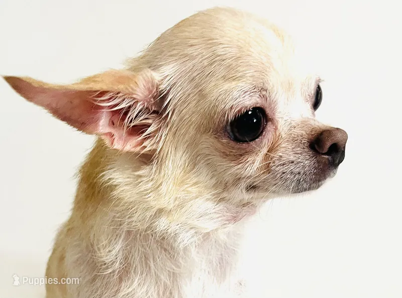 Twinkie – Chihuahua puppy for sale in Oklahoma City, OK