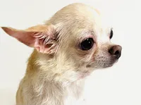 Twinkie, a female Chihuahua for sale in Oklahoma City, OK – 1 of 6