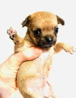Five, a female Chihuahua for sale in Oklahoma City, OK – 5 of 8
