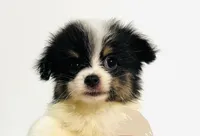 Prosody, a female Japanese Chin and Pomeranian for sale in Oklahoma City, OK – 5 of 7