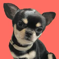 Page, a female Pekingese for sale in Oklahoma City, OK – Photo 4 of 5