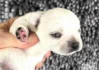 Page, a female Pekingese for sale in Oklahoma City, OK – Photo 3 of 5