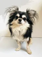 Page, a female Pekingese for sale in Oklahoma City, OK – Photo 5 of 5