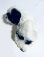 Adorn, a female Cavalier King Charles Spaniel and Japanese Chin for sale in Oklahoma City, OK – 4 of 7