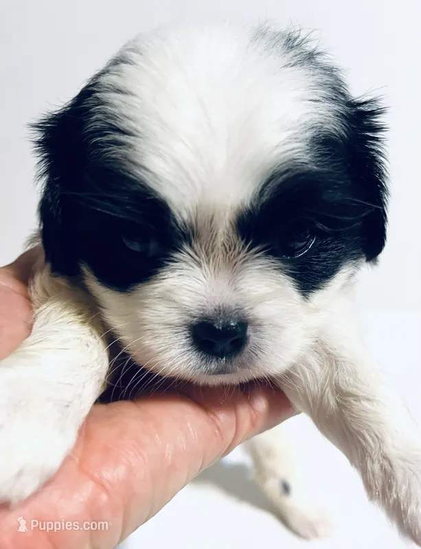 Adorn – Cavalier King Charles Spaniel, Japanese Chin puppy for sale in Oklahoma City, OK