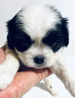 Adorn, a female Cavalier King Charles Spaniel and Japanese Chin for sale in Oklahoma City, OK – 2 of 7