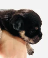 Solstice, a male Miniature Schnauzer and Japanese Chin for sale in Oklahoma City, OK – 5 of 6