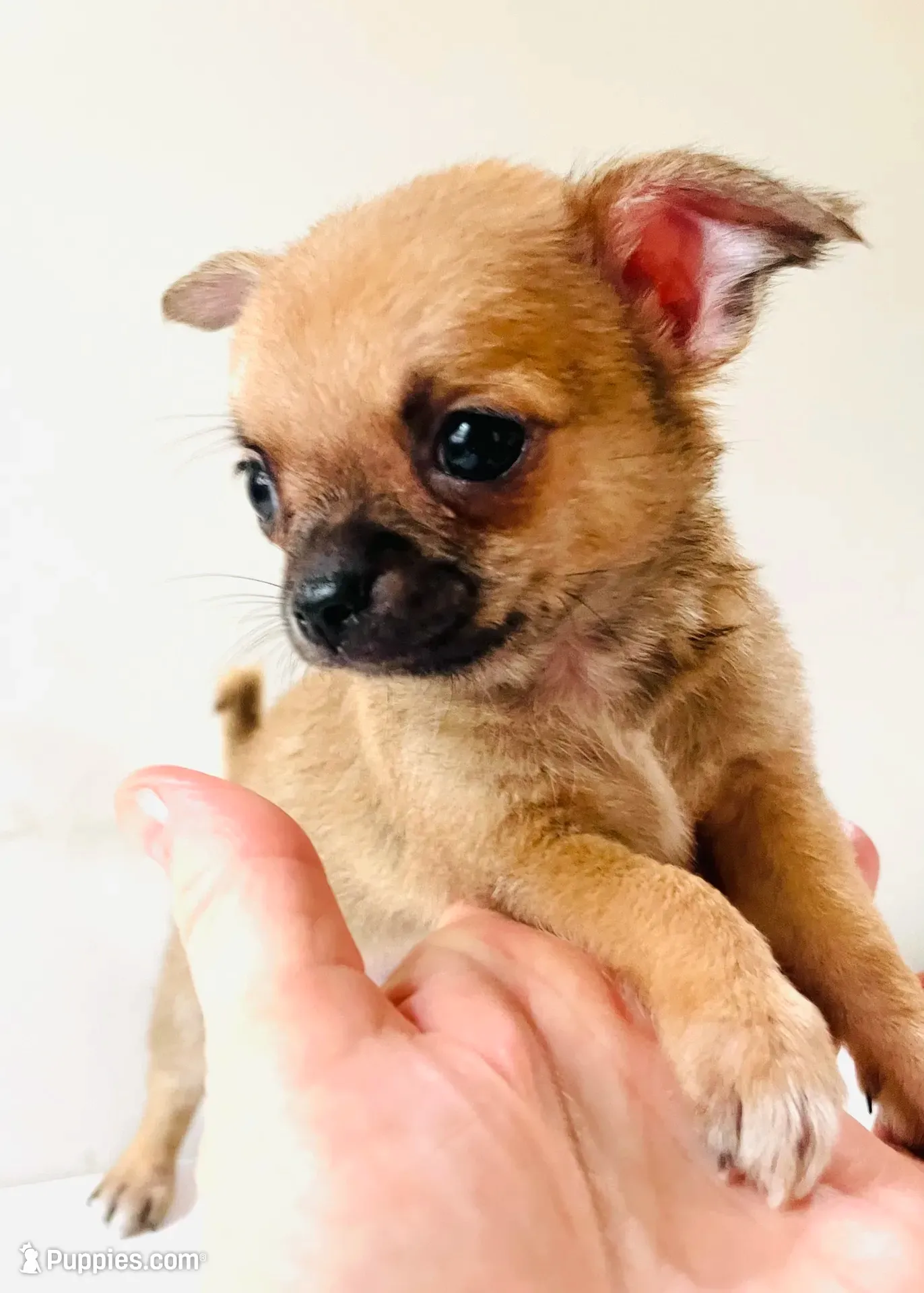 Chihuahua さま One T Cup – Chihuahua Puppy for Sale in Oklahoma City, OK