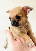 One T Cup, a male Chihuahua for sale in Oklahoma City, OK – 6 of 10