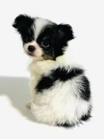 Lyric, a female Japanese Chin and Pomeranian for sale in Oklahoma City, OK – 6 of 10