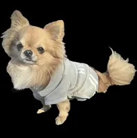 Four, a female Chihuahua for sale in Oklahoma City, OK – 3 of 3