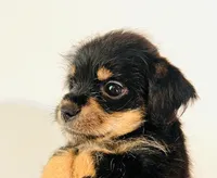 Solstice, a male Miniature Schnauzer and Japanese Chin for sale in Oklahoma City, OK – 5 of 10