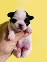 Cha Cha, a female Chihuahua and Japanese Chin for sale in Oklahoma City, OK – 2 of 5