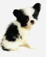 Cadence, a female Japanese Chin and Pomeranian for sale in Oklahoma City, OK – 7 of 10