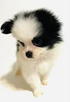 Chorus, a female Japanese Chin and Pomeranian for sale in Oklahoma City, OK – 3 of 8