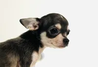 Epson, a male Chihuahua and Pekingese for sale in Oklahoma City, OK – 6 of 9