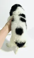 Hoop, a male Cavalier King Charles Spaniel and Japanese Chin for sale in Oklahoma City, OK – 5 of 10