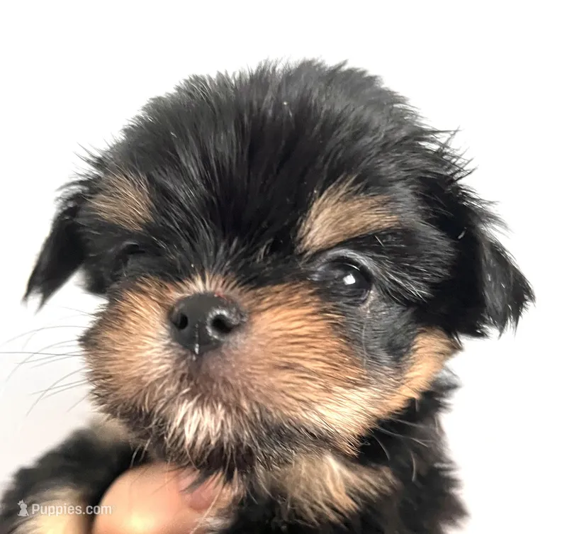 Zemora – Chihuahua puppy for sale in Oklahoma City, OK