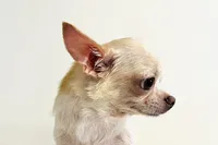 Twinkie, a female Chihuahua for sale in Oklahoma City, OK – 5 of 6