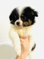 Prosody, a female Japanese Chin and Pomeranian for sale in Oklahoma City, OK – 6 of 9