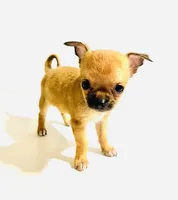 Five, a female Chihuahua for sale in Oklahoma City, OK – 2 of 7