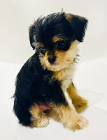 Durango, a male Miniature Schnauzer and Chihuahua for sale in Oklahoma City, OK – 10 of 10