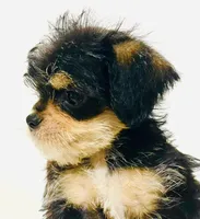 Durango, a male Miniature Schnauzer and Chihuahua for sale in Oklahoma City, OK – 9 of 10