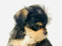Durango, a male Miniature Schnauzer and Chihuahua for sale in Oklahoma City, OK – 5 of 10