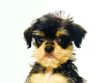 Durango, a male Miniature Schnauzer and Chihuahua for sale in Oklahoma City, OK – 3 of 10