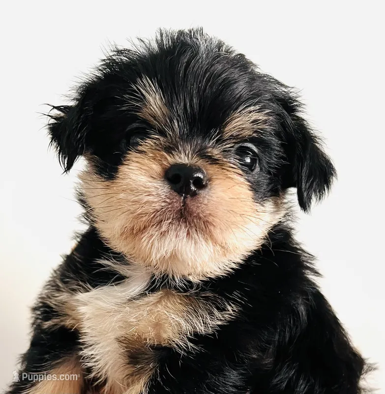 Durango – Chihuahua puppy for sale in Oklahoma City, OK